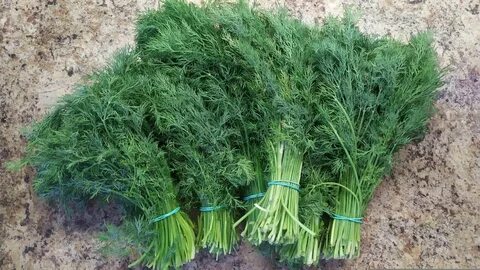 فروش ارزان ترین شوید خشک بلغور در شیراز